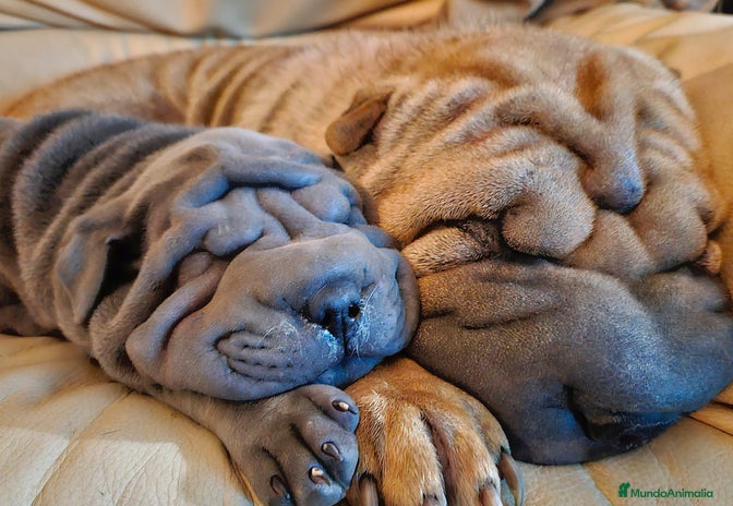 Shar Pei perros en Málaga - Anuncio 11