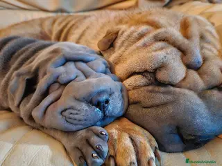 Shar Pei perros ULTIMA HEMBR AZUL en Málaga - Anuncio 8