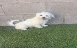 Bichón Maltés perros en venta: Bichon maltes - Imagen 18