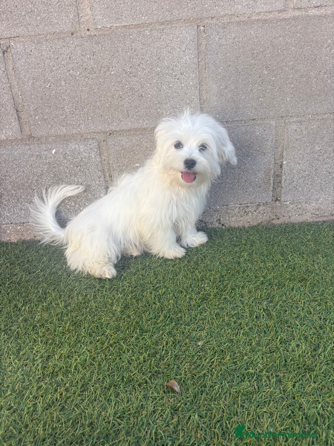 Bichón Maltés perros en venta: Bichon maltes - Imagen 18