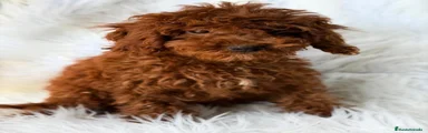 Caniche Enano 3