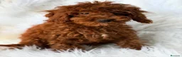 Caniche Enano perros en venta: Camada de Caniche enano 💙🐾 - Anuncio 3