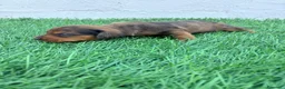 Teckel Miniatura perros en venta: Teckel Miniatura - Anuncio 15