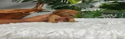 Caniche Toy perros en venta: CANICHE TOY  - Anuncio 18