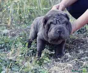 Chapu