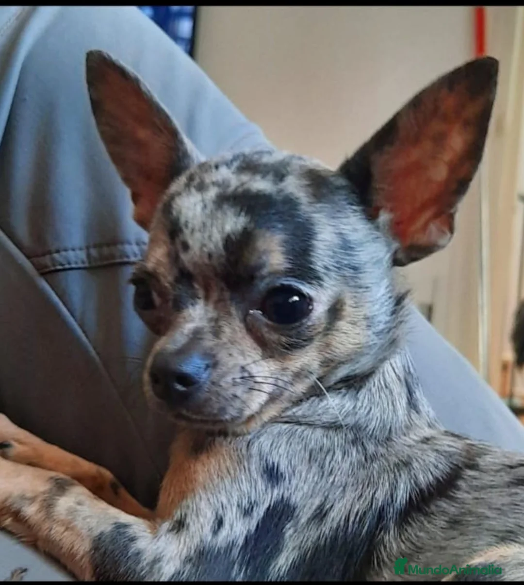 Chihuahua perros en venta: Chihuahua  - Anuncio 2