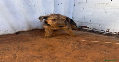 Airedale Terrier perros - Anuncio 7