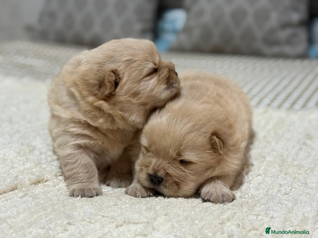 Chow Chow perros en venta: Chow chow crema macho disponible precioso y peludo - Anuncio 2