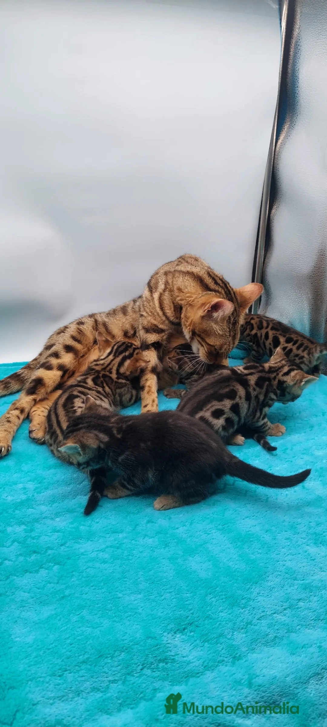 Bengalí gatos en venta: Preciosos gatitos bengali - Anuncio 2