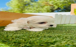 Bichón Maltés perros en venta: BICHÓN MALTÉS HEMBRA - Imagen 10