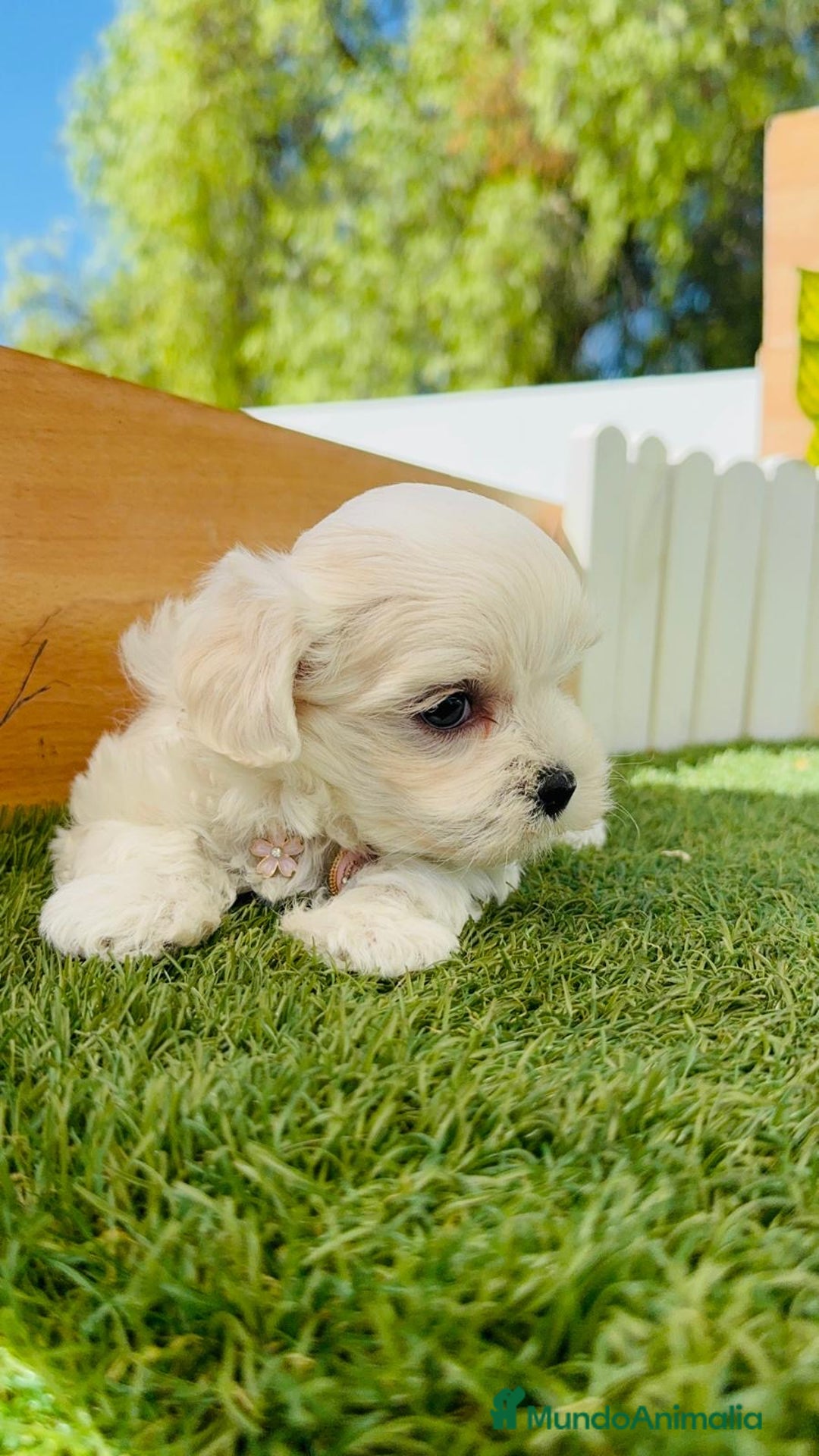 Bichón Maltés perros en venta: BICHÓN MALTÉS HEMBRA - Imagen 10