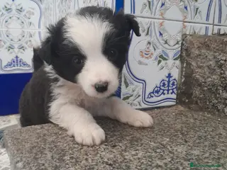Border Collie perros BORDER COLLIE - Anuncio 6