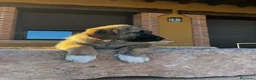 Mastín Español perros en venta: Mastin  - Anuncio 7