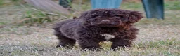 Perro de Agua Español perros en venta: CAMADA PERRO DE AGUA ESPAÑOL - Anuncio 6