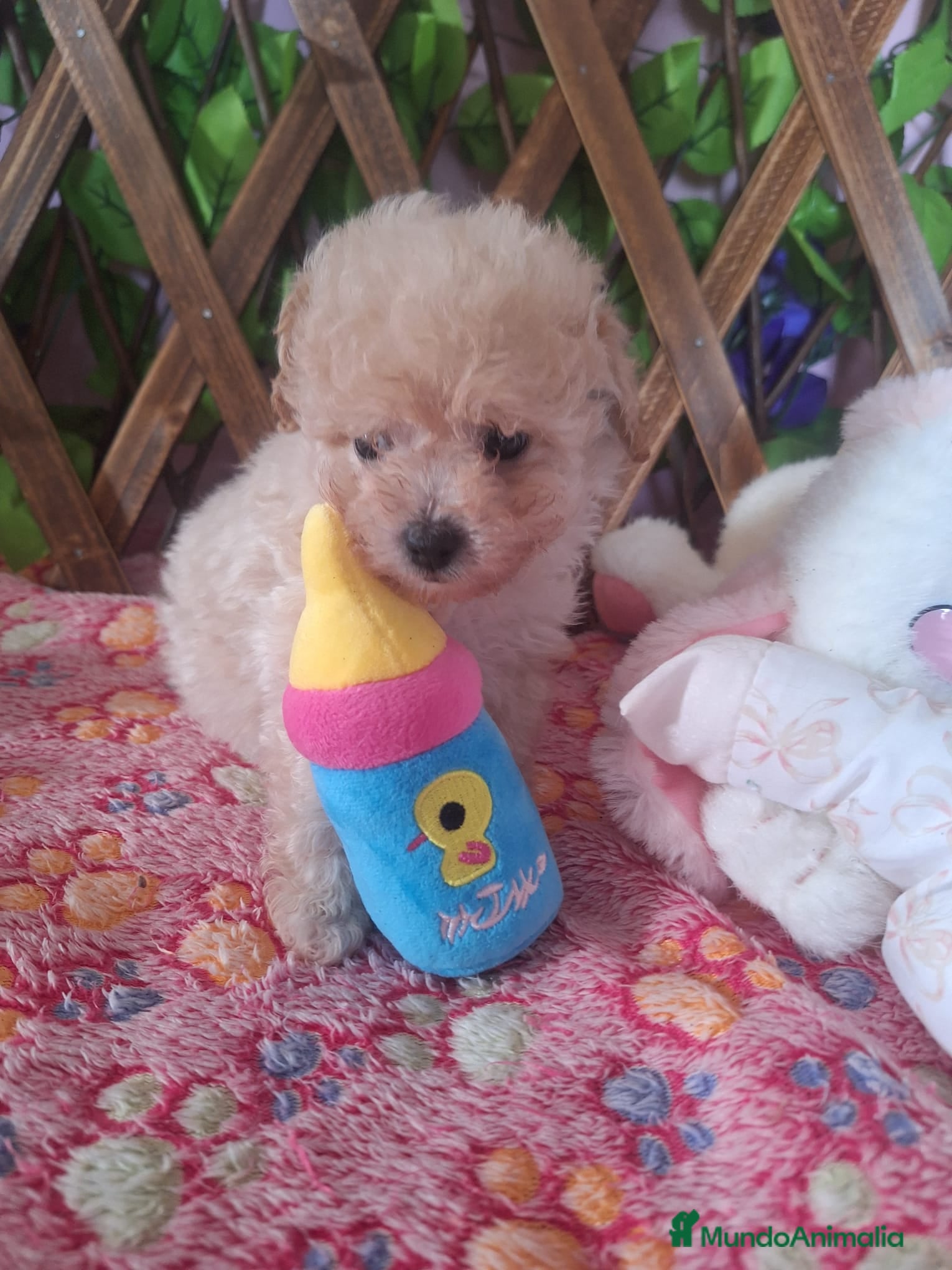 Caniche Enano perros Cachorros Caniche Enanos  - Anuncio 2