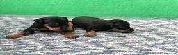Pinscher Miniatura perros en venta: cachorros de mini pinscher  - Anuncio 5