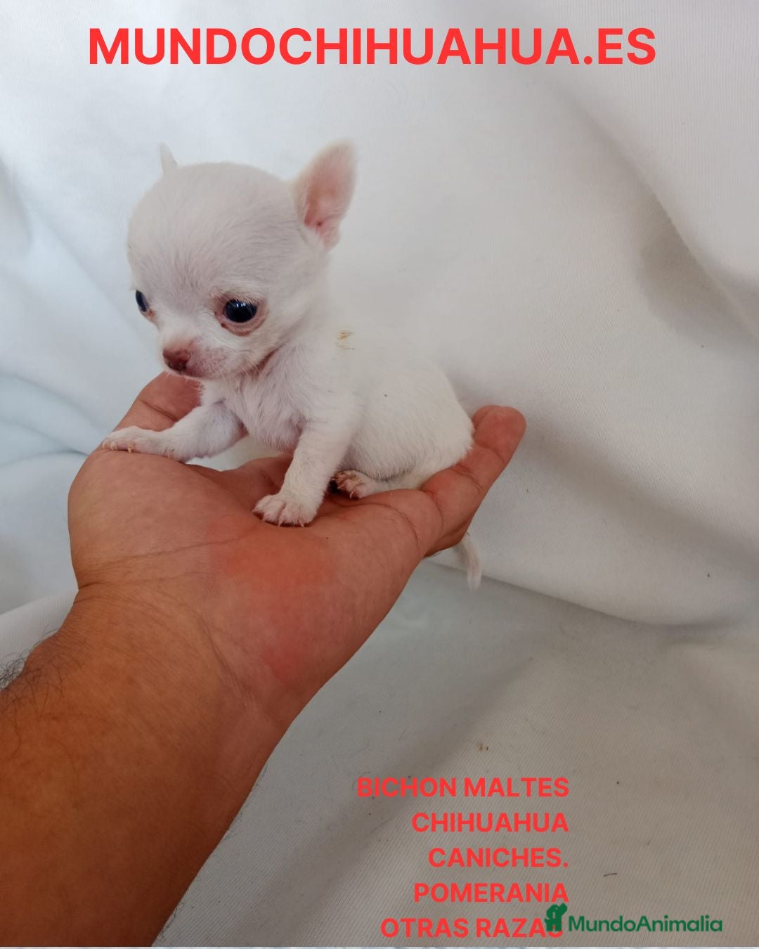 Chihuahua perros PRECIOSOS CHIHUAHUA RUSO Y ASIÁTICO   - Anuncio 1