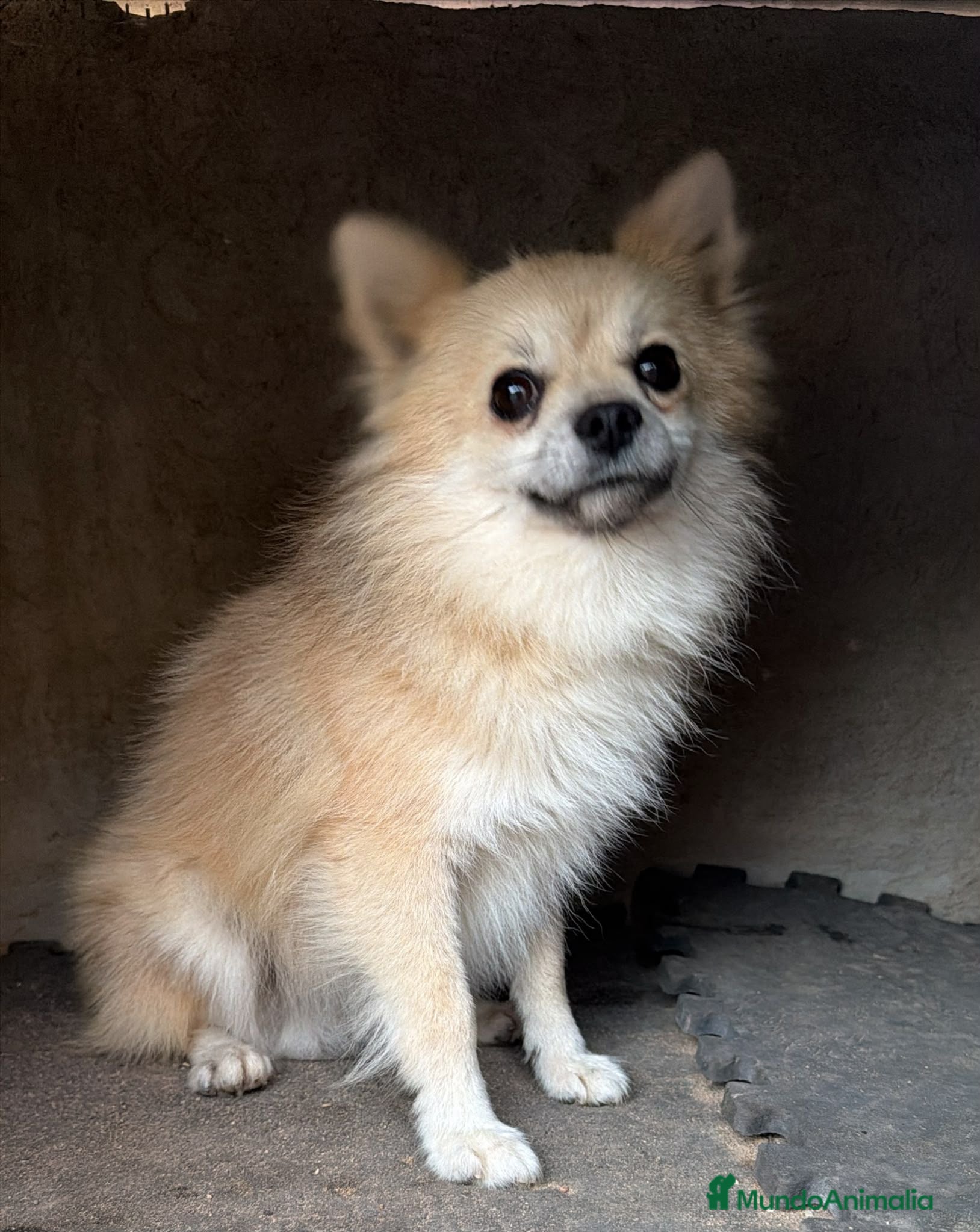 Pomerania perros Pomerania  - Anuncio 1