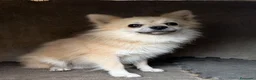 Pomerania perros en venta: Pomerania  - Anuncio 1