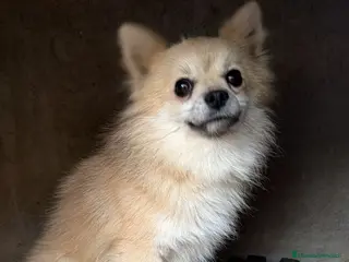Pomerania perros Pomerania - Anuncio 3