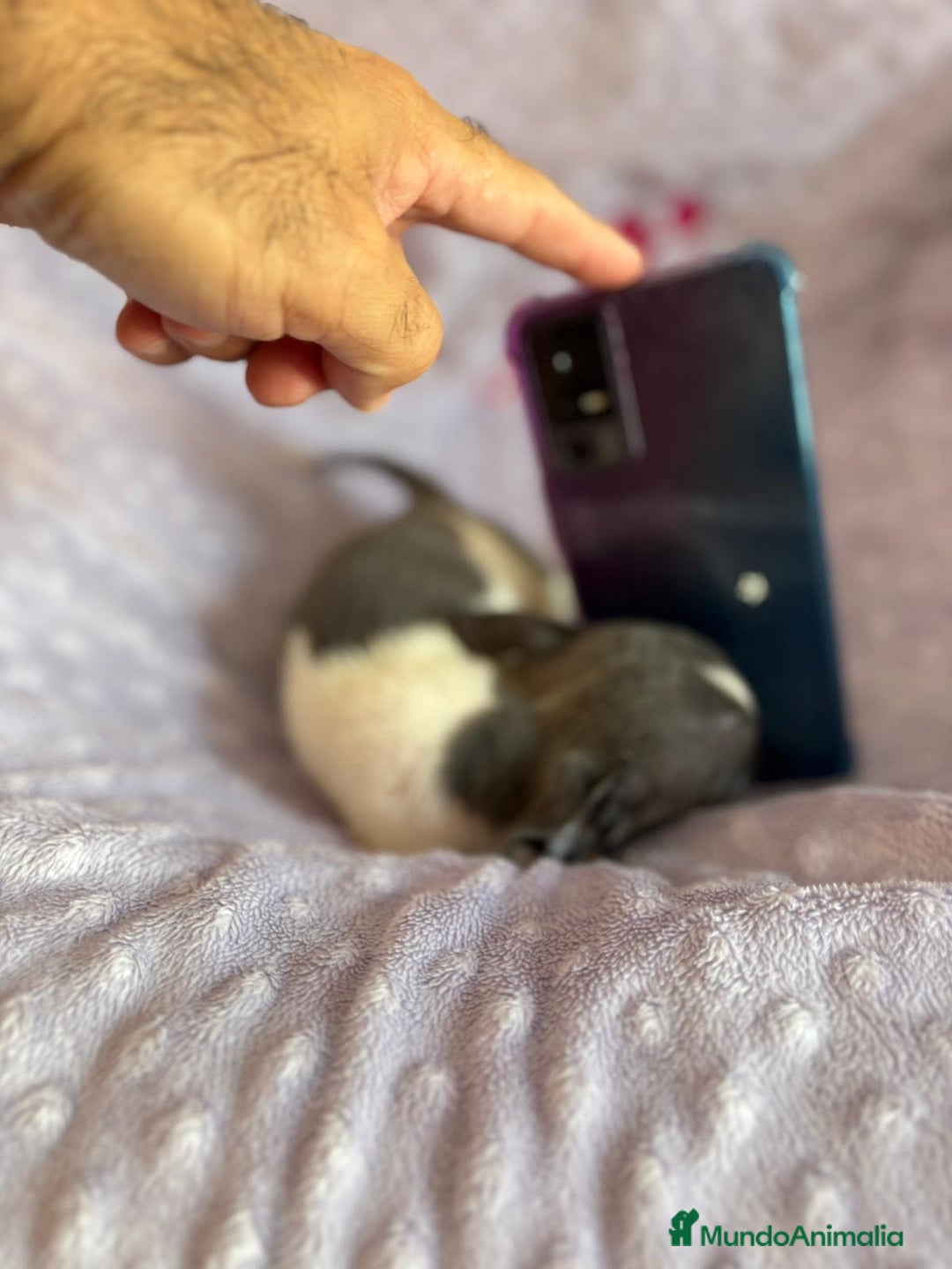 Chihuahua perros en venta: Chihuahua micro toy ruso - Imagen 12
