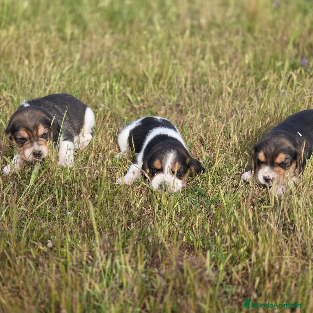 Beagle perros en venta: Beagle  - Anuncio 2