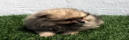 Pomerania perros en venta: Pomerania - Anuncio 8