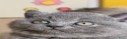 Británico de Pelo Corto Azul gatos en venta: Exclusivos gatitos British Shorthair Blue y Lilac  - Anuncio 8