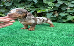 Teckel Miniatura perros en venta: teckel arlequin chocolate  - Imagen 4