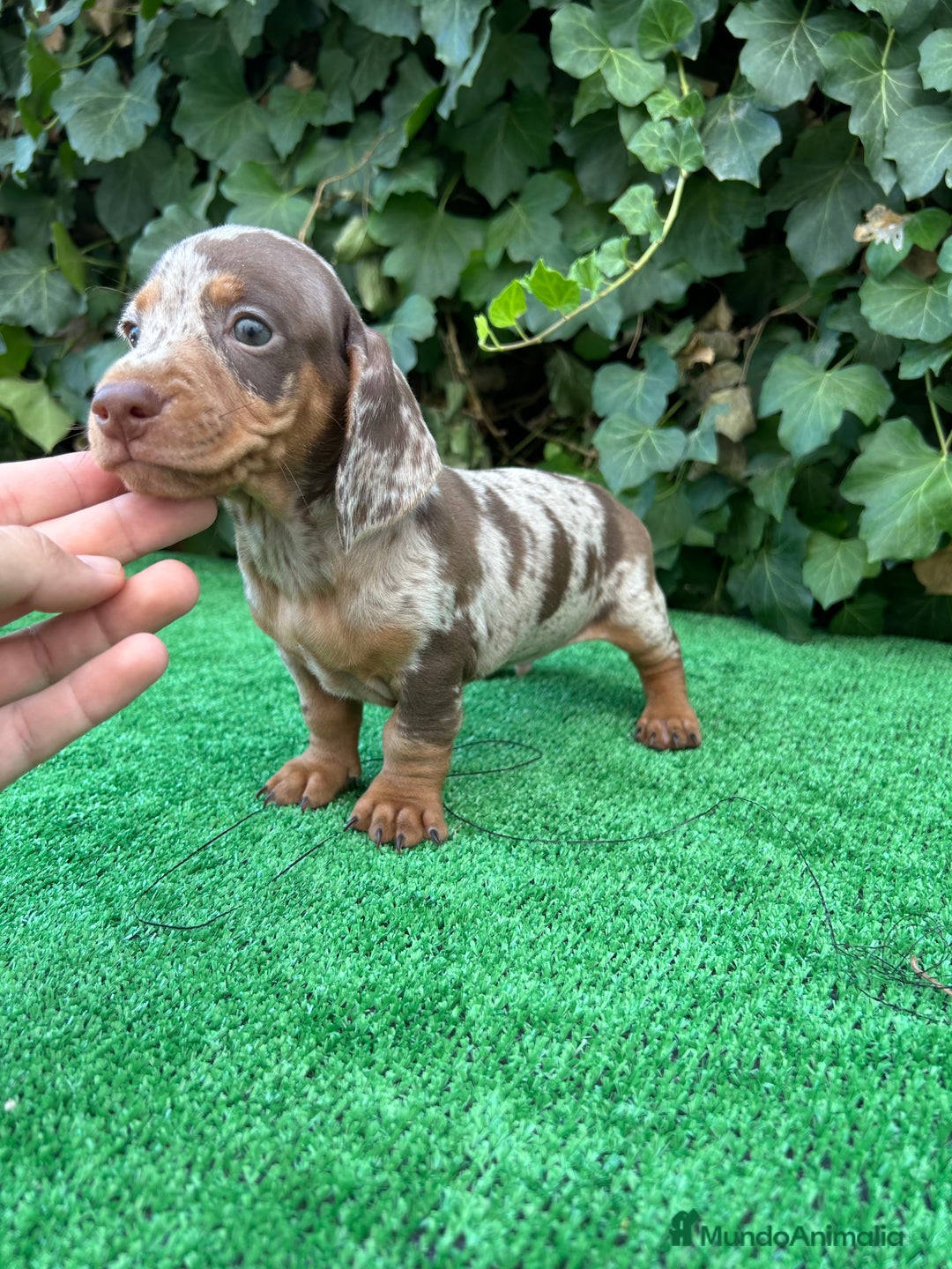 Teckel Miniatura perros en venta: teckel arlequin chocolate  - Imagen 4