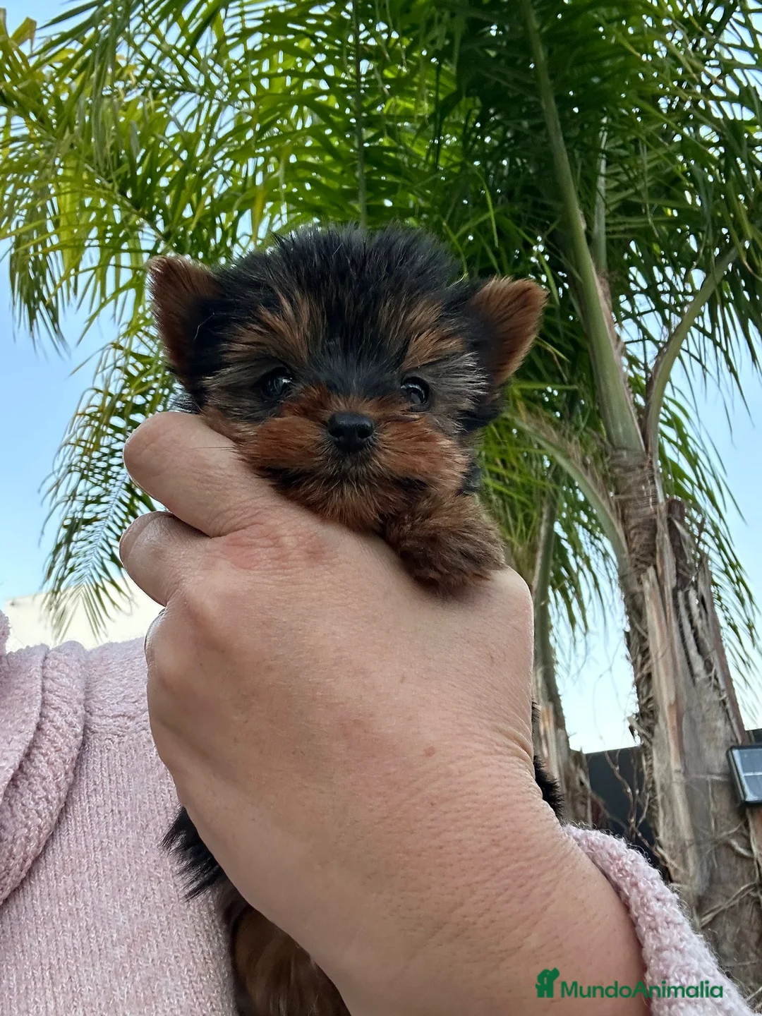 Yorkshire Terrier perros en venta: Yorkshire toy - Anuncio 4