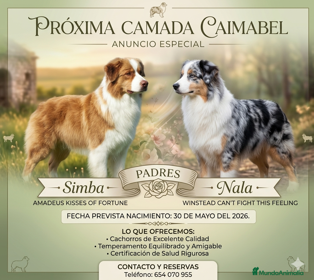 Pastor Australiano perros Futura camada de Pastor Australiano  - Anuncio 21