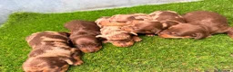 Teckel Miniatura perros en venta: TECKELS MINIATURA - Anuncio 3