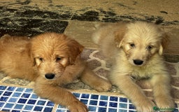 Goldendoodle perros en venta: Goldendoodle  - Imagen 4
