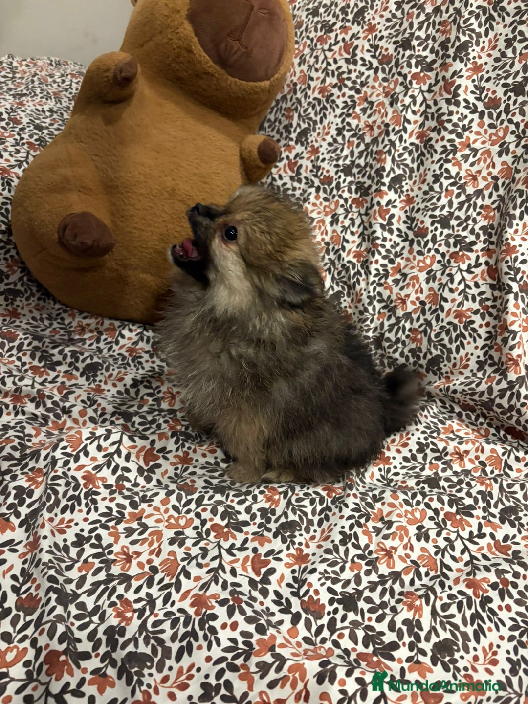 Pomerania perros en venta: Lulu pomerania mini toy - Imagen 12