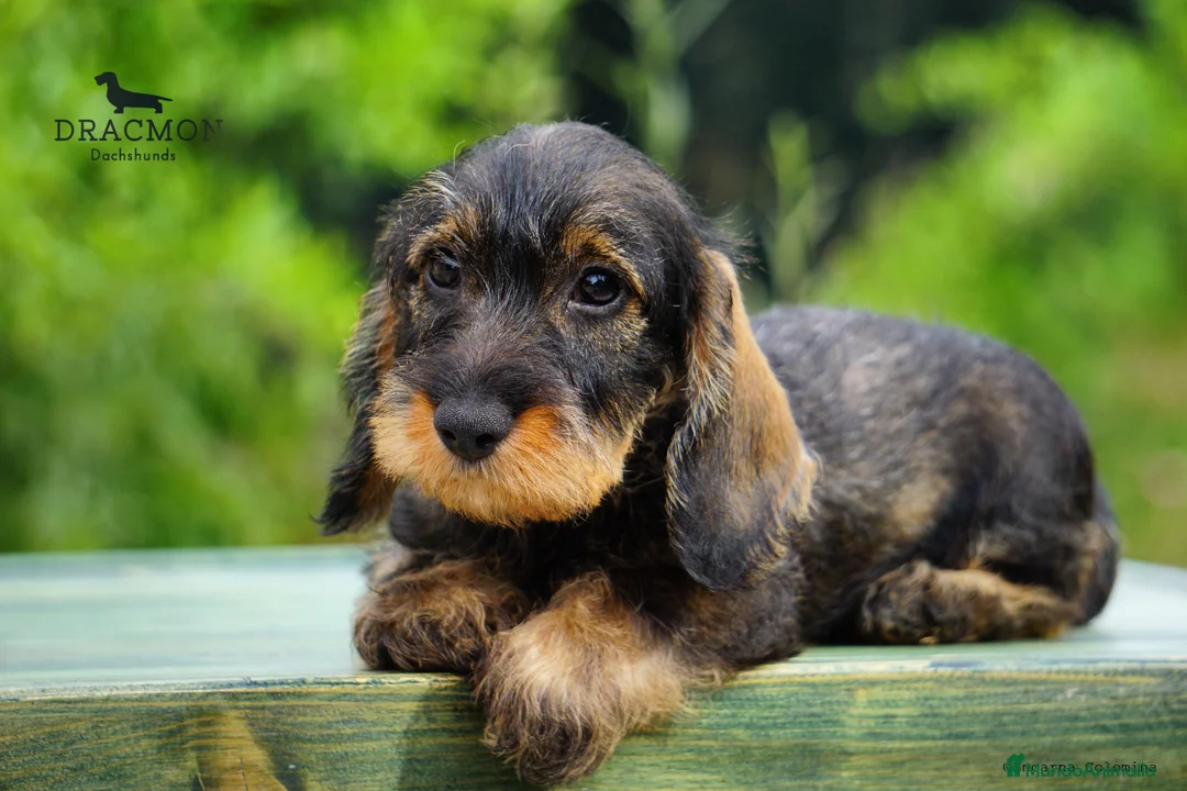 Imagen de galería {{count}}