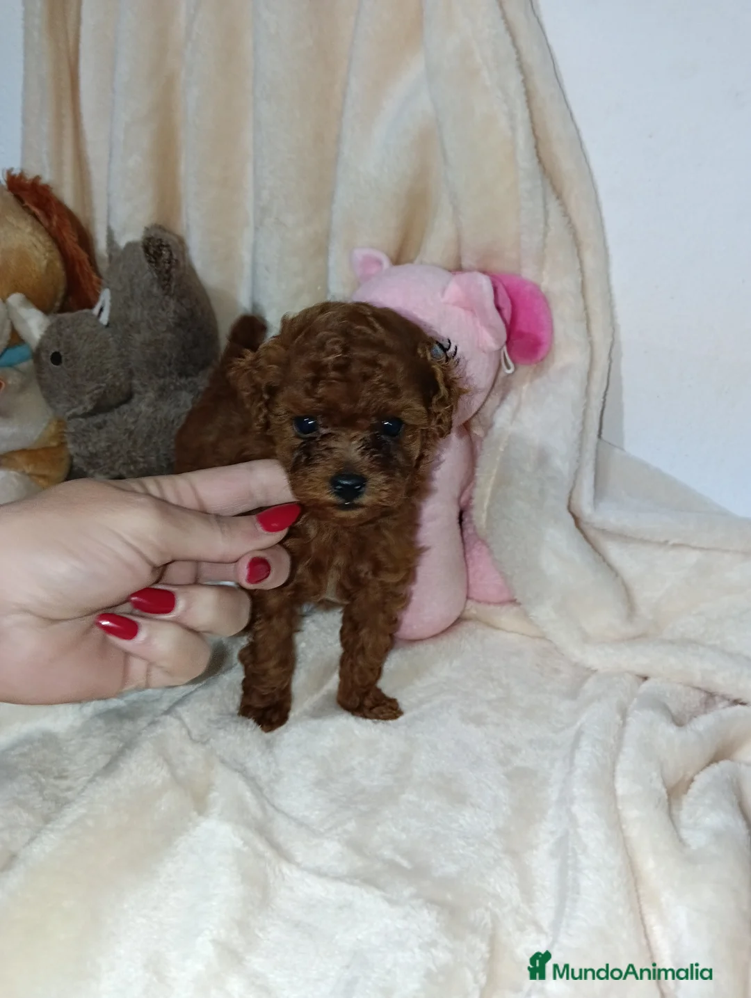 Caniche Toy perros en venta: Caniche toy rojo - Anuncio 1