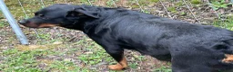 Rottweiler perros en venta: Cama de Rottweiler - Anuncio 4