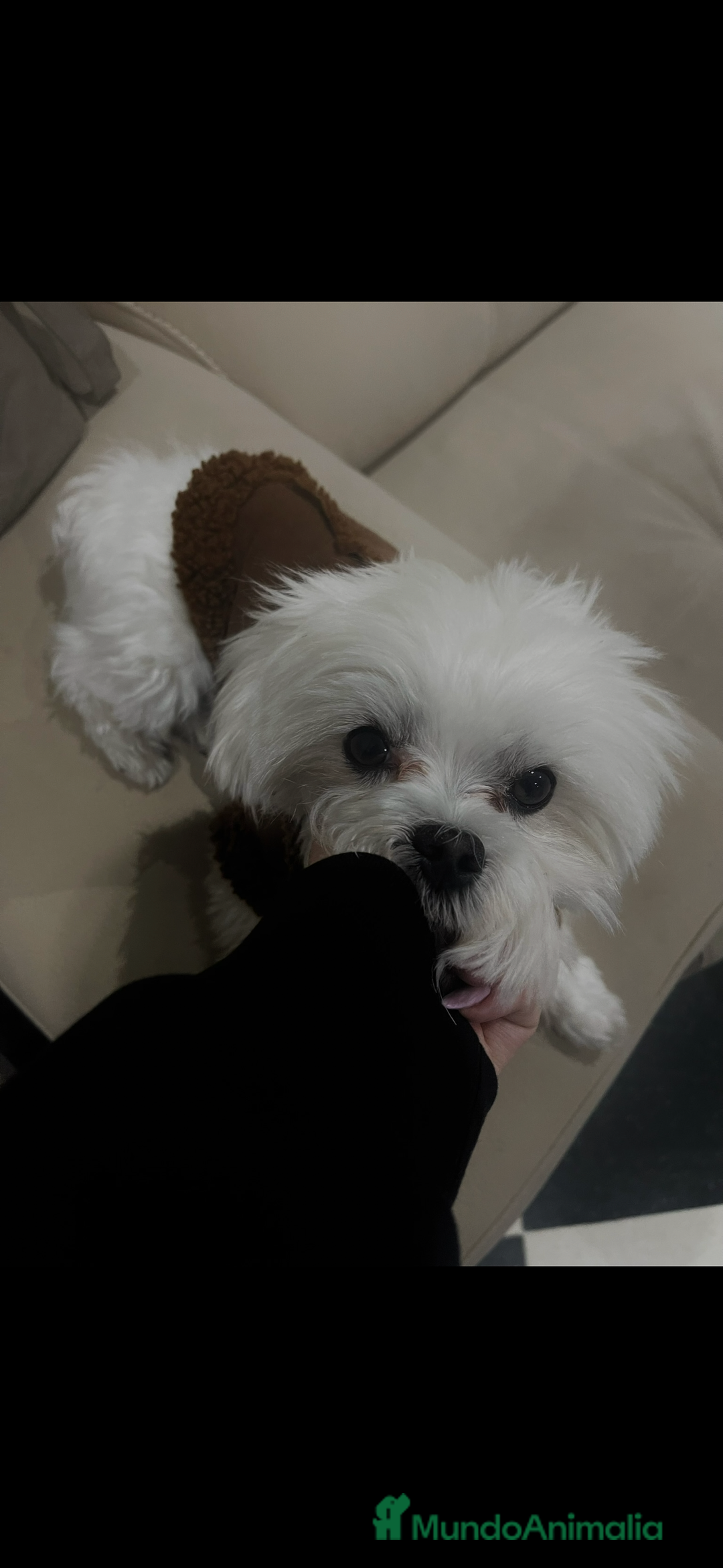 Bichón Maltés perros para monta: Bichon Maltés disponible para monta 🐶 - Anuncio 2