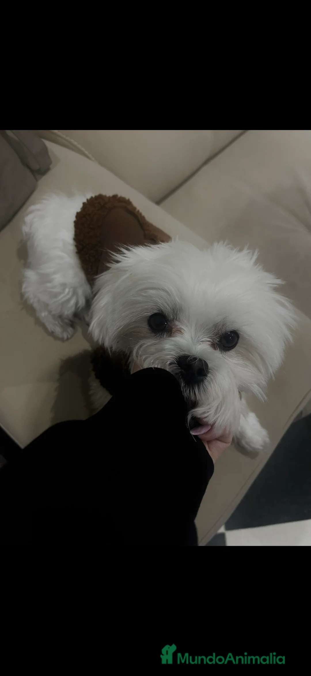 Bichón Maltés perros para monta: Bichon Maltés disponible para monta 🐶 - Anuncio 2