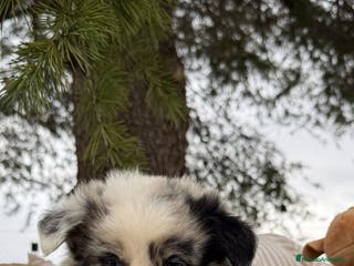 Teckel Miniatura perros BORDER COLLIE MERLE MACHO - Anuncio 5