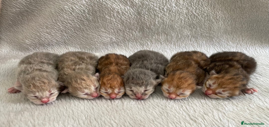 Imagen de galería {{count}}