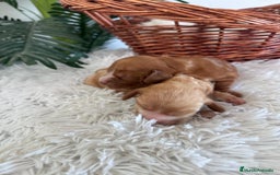 Cocker Spaniel Inglés perros en venta: COCKER SPANIEL INGLÉS HEMBRA - Imagen 4