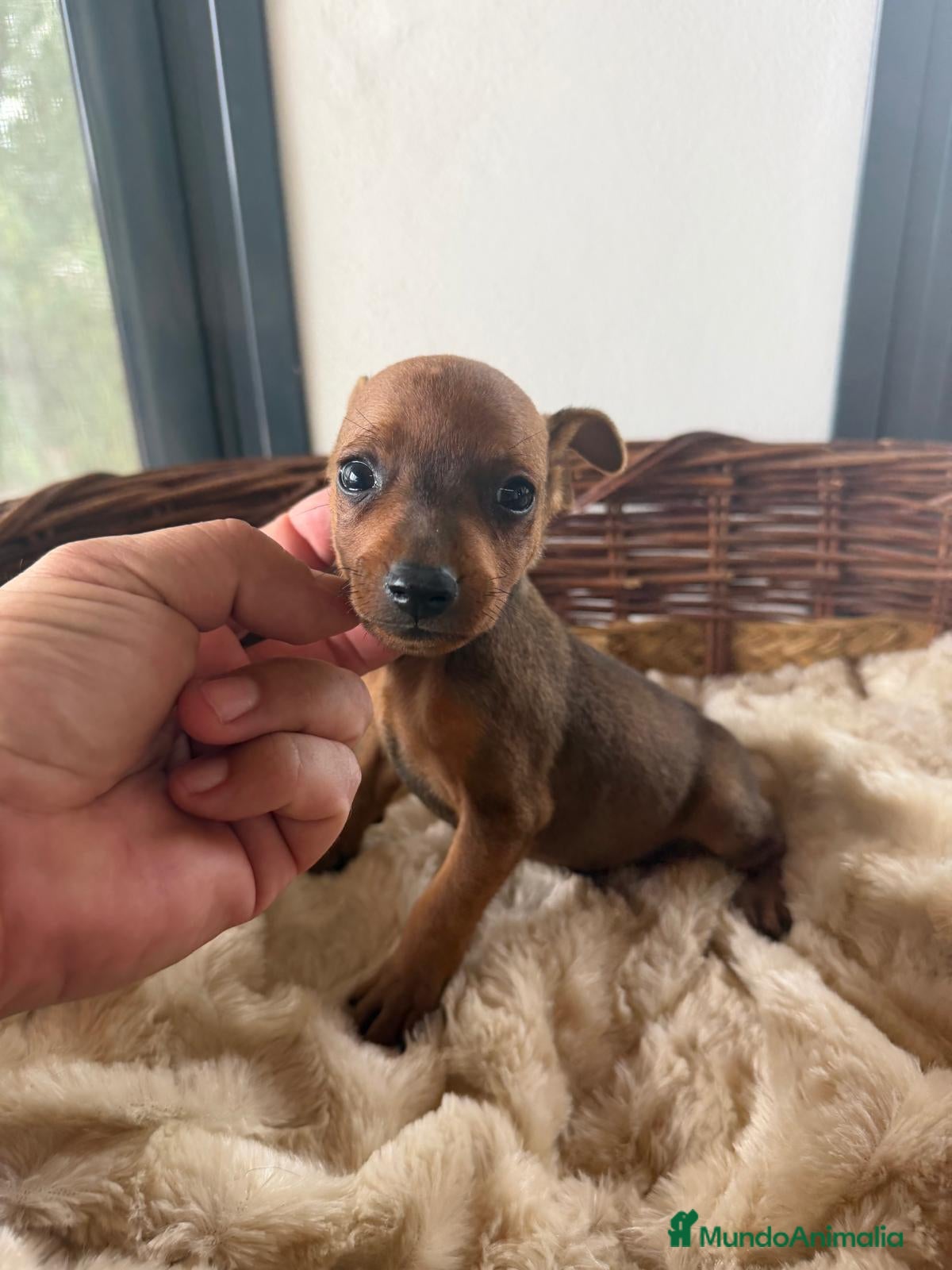 Pinscher Miniatura perros MINI PINSCHER - Anuncio 30