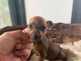 Pinscher Miniatura perros MINI PINSCHER - Anuncio 1