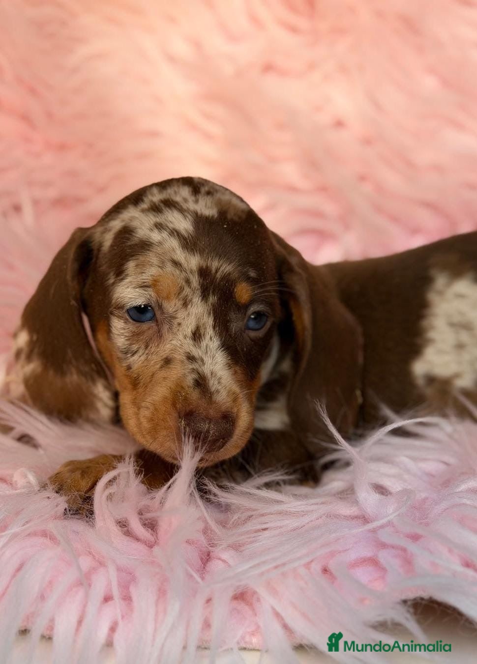 Teckel Miniatura perros Camada teckel choco y arlequin chocolate 🐾 - Anuncio 1
