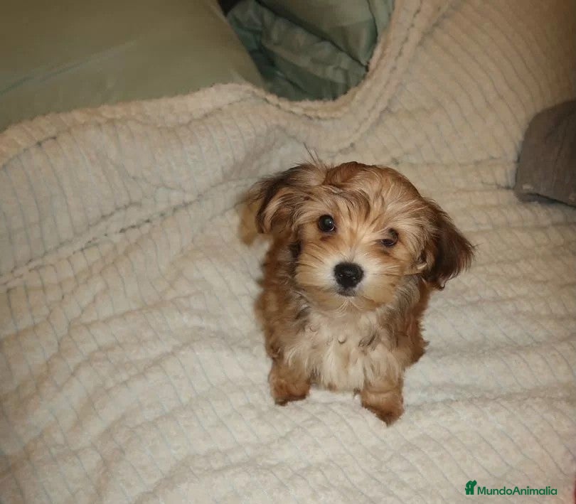 Yorkiepoo perros Machitos Yorkiepoo toy - Anuncio 1