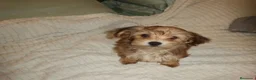 Yorkiepoo perros en venta: Machitos Yorkiepoo toy en Castellón - Anuncio 1
