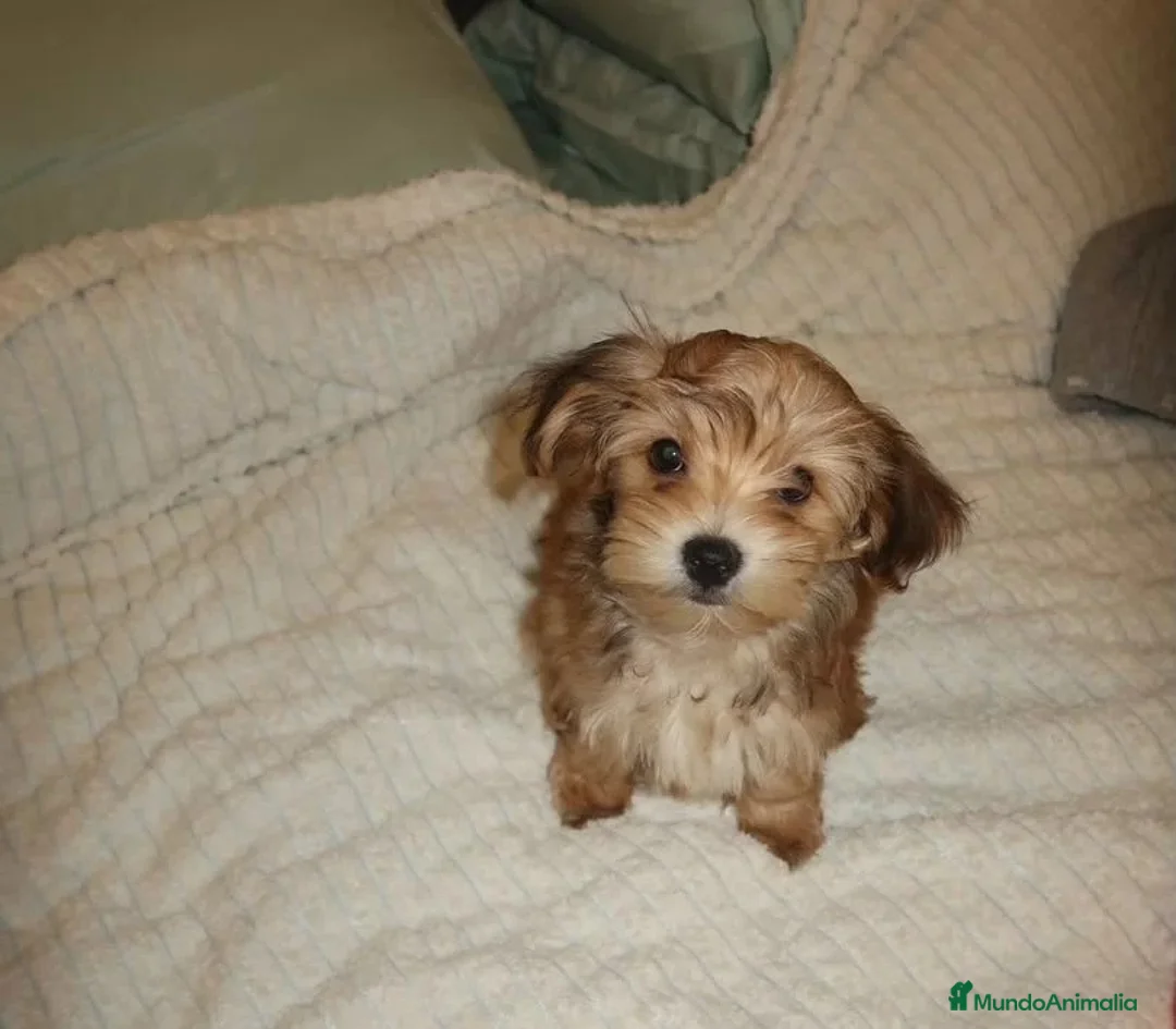 Yorkiepoo perros en venta: Machitos Yorkiepoo toy en Castellón - Anuncio 1