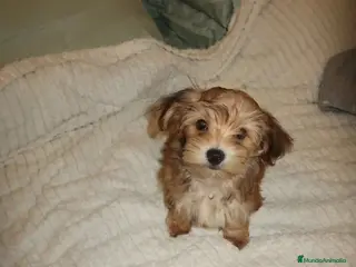 Yorkiepoo perros Machitos Yorkiepoo toy - Anuncio 1